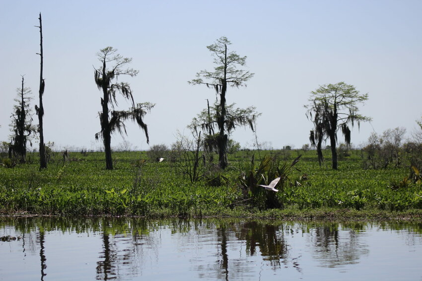 Cypress trees remain in the wetlands and swamps of Lake Maurepas.