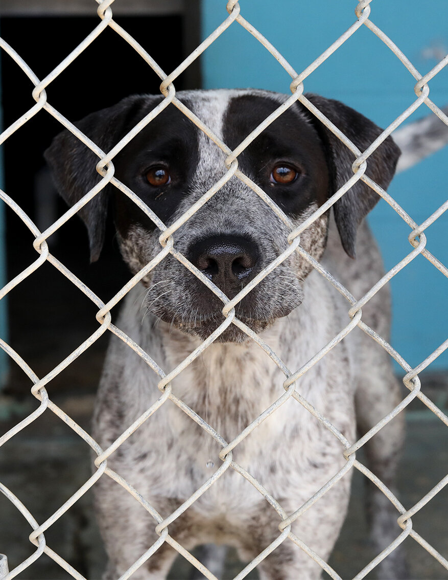 High temps, overcrowding, few adoptions: The Denham Springs Animal ...