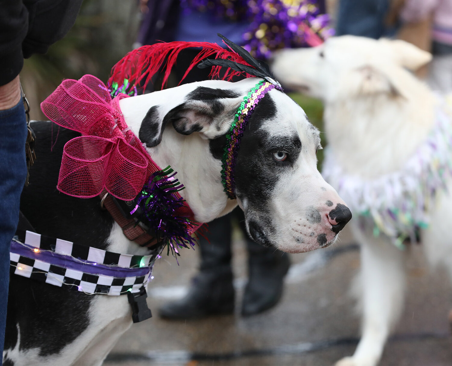 stl mardi gras pet parade