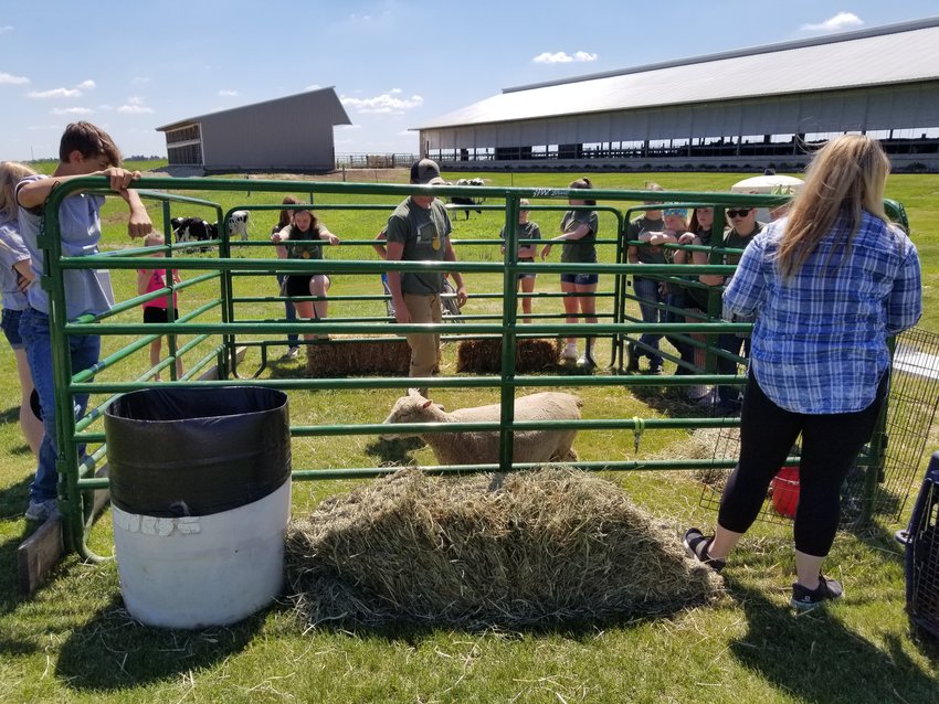 Goodhue FFA members wrangle a sheep that was part of an animal display they provided at the Goodhue County Breakfast on the Farm promotion.