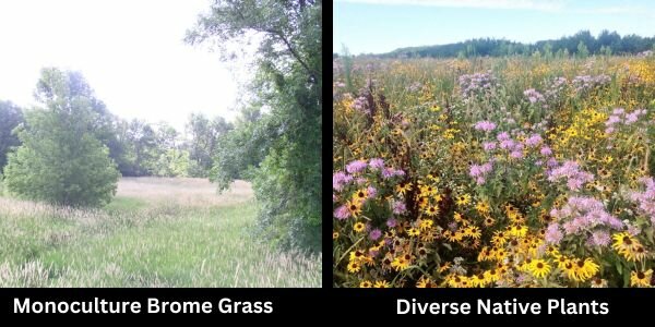 An old conservation easement (at left) which consists of a monoculture of brome grass provides poor quality habitat. A diverse cover of vegetation (at right) provides healthy habitat for pollinators and other insects, which in turn provide food for many other birds and mammals on a conservation easement in Rice County.