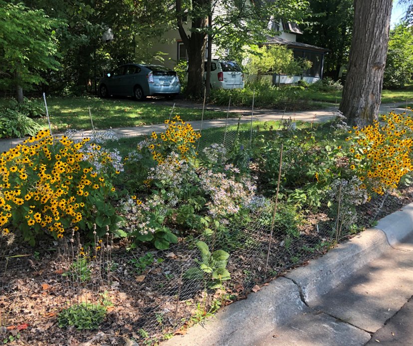 Minnesota native flowers grow in the city of Northfield. They were planted by a landowner as part of the Lawns to Legumes Demonstration Neighborhood project to provide habitat for local pollinators.