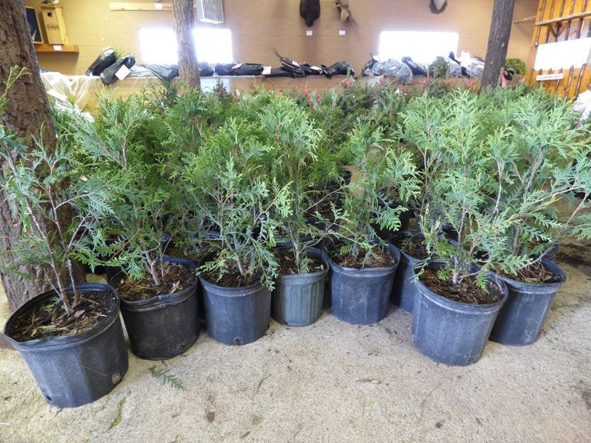 Trees like these potted white cedar are available to purchase during the 2022 Rice SWCD Tree Sale.