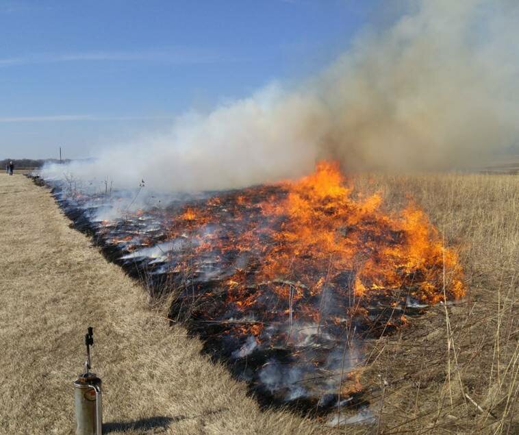A controlled burn on a native prairie in Rice County, Minnesota.