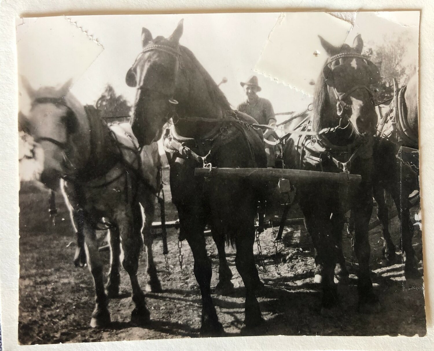 My great grandfather Norman with his four hitch team of horses