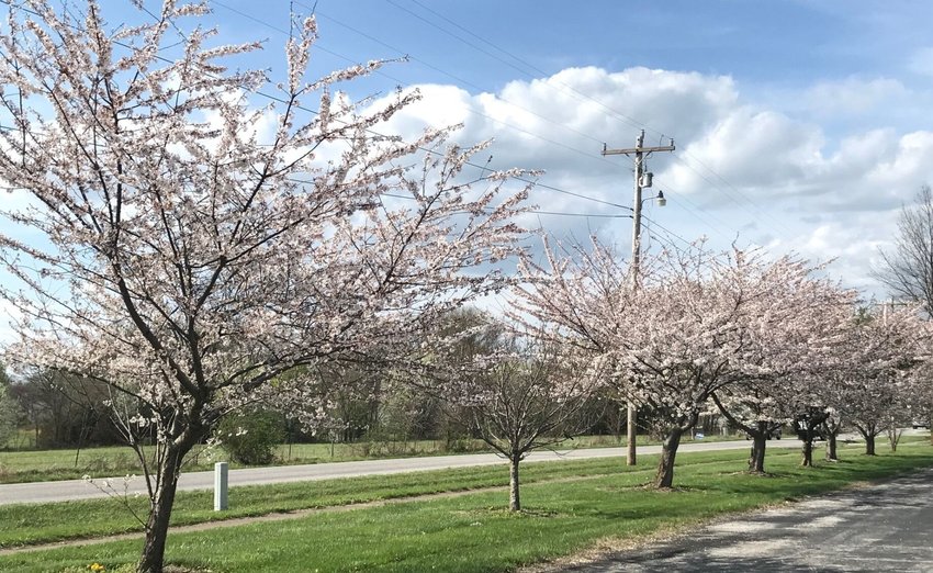 The row of cherry blossom trees outside Marshfield City Hall is in full bloom this year as the city is committed to assembling a Land Use Committee in order to explore future possibilities and challenges.&nbsp;