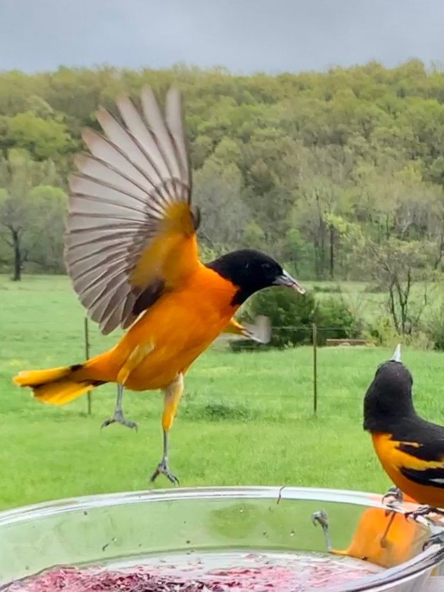 Oriole in flight, these gorgeous Orange and Black birds use their beaks to stab into soft fruits.