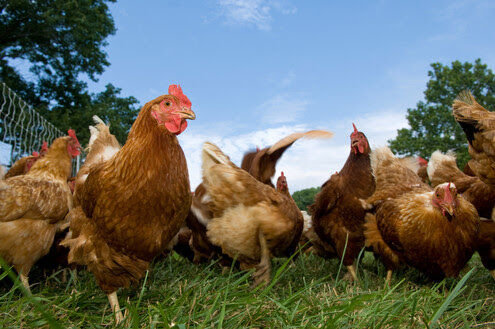 Pasture raised chickens search for food on the ground at an Illinois farm.   Contributed Photo