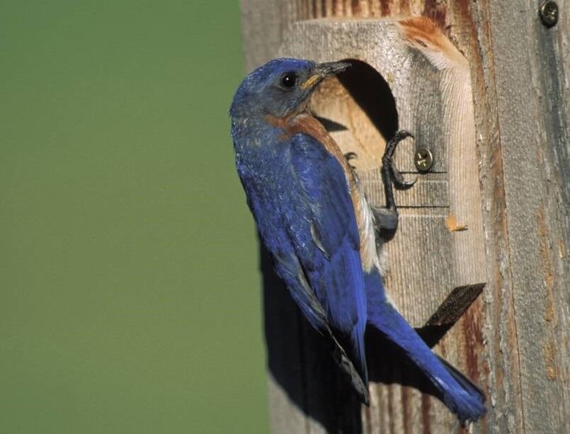 Eastern bluebird on nest box July, 1997.   Photo courtesy of the Missouri Department of Conservation