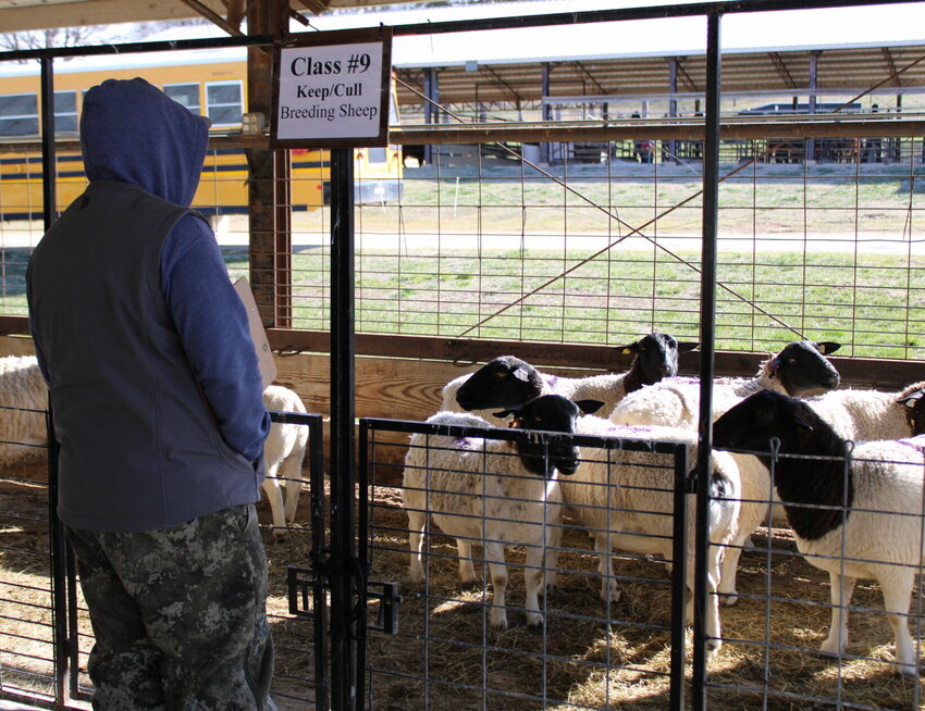 Students were taken to the Webster County Fairgrounds to judge livestock like the one pictured.   Mail Photos by John &quot;J.T.&quot; Jones