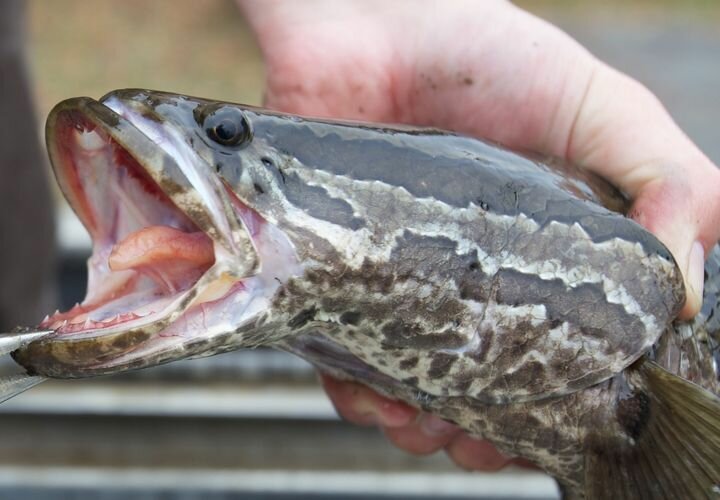 First sighted in Arkansas water in 2008 it was only a matter of time the Northern Snakehead, an invasive species would make its way into Missouri waters. This one was caught on May 19 at Duck Creek Conservation Area.   If you find this fish while out the Missouri Department of Conservation asks that you so the following:   Kill the fish by severing the head or gutting it.   Photograph the fish so the species can be positively identified.   Report any sightings of the fish to MDC&rsquo;s Southeast Regional Office at 573-290-5858.   Contributed Photos