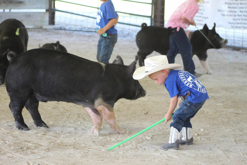 A young showman gets in the barn to lead his pig during the swine show's return to the fair last year.&nbsp;      Mail file photo