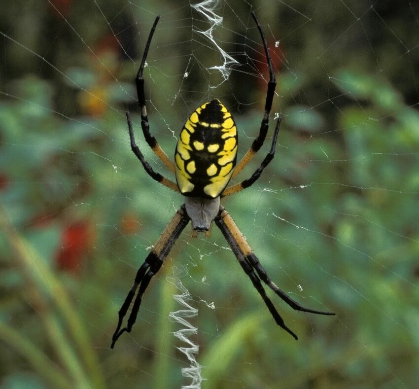 Argiope female on web August, 1996   Contributed Photo