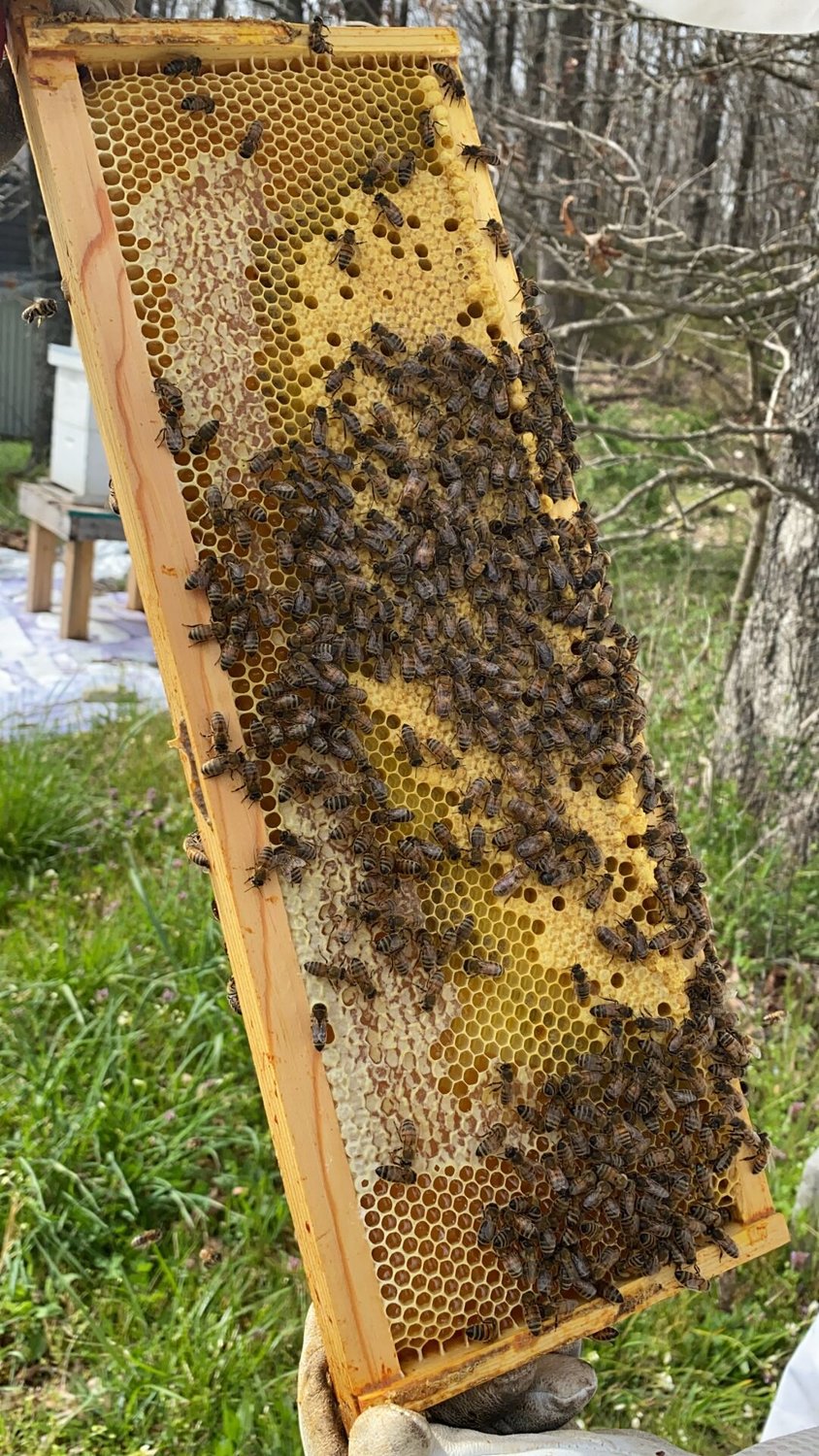 Pictured are octagon shaped honeycomb, which hold more honey than a regular circle would. Bees are fascinating, intelligent creatures who have perfected the most efficient way of producing liquid gold. 