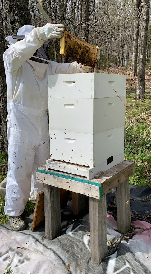 The bees are calm and composed as he removes a frame from the nuc to display the girls hard work.