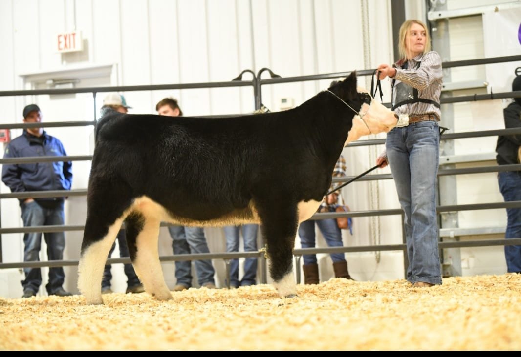 Maysen Doing exhibited her Crossbred heifer to win 1st overall at the Chillicothe Winter Preview Show on Dec. 12.