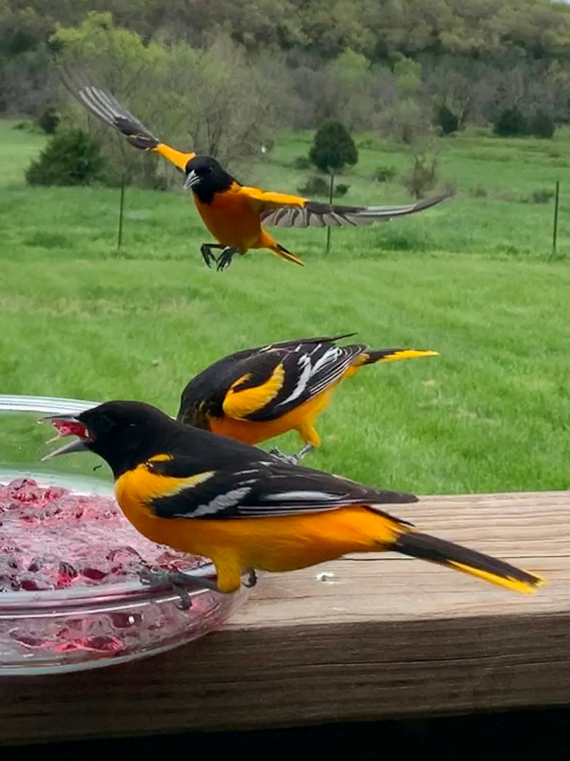An oriole swooping in to get in on the jelly at the home of Erika Anderson Fields in Niangua, MO.