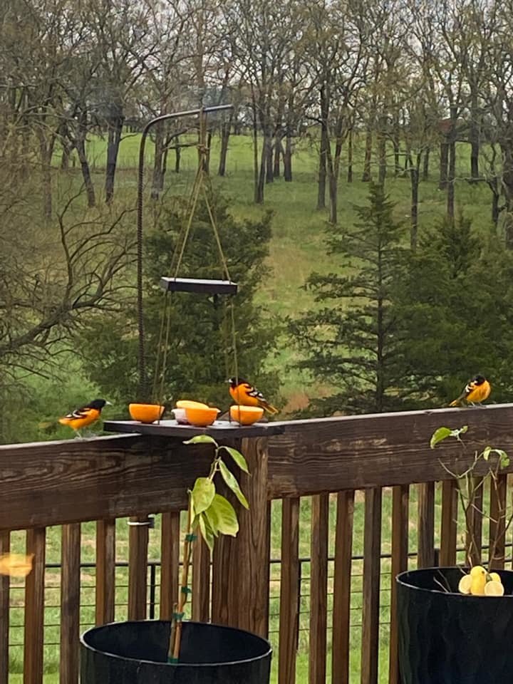 This oriole feeder off of Cologna Rd. in Marshfield holds oranges cut in half. Contributed by Sharon Leigh.