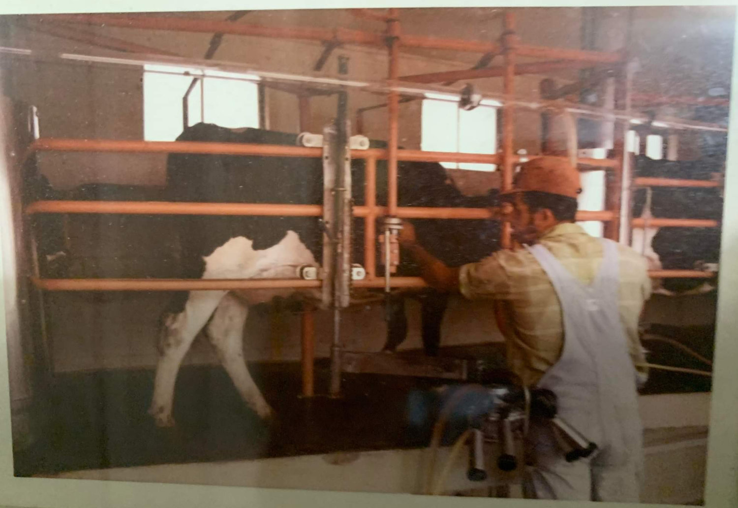 Dug up from the Blankenship archives, here is Ronald Blankenship seen getting one of the dairy cows out so he can get started milking another one. Back in the day things had to keep MOOving.