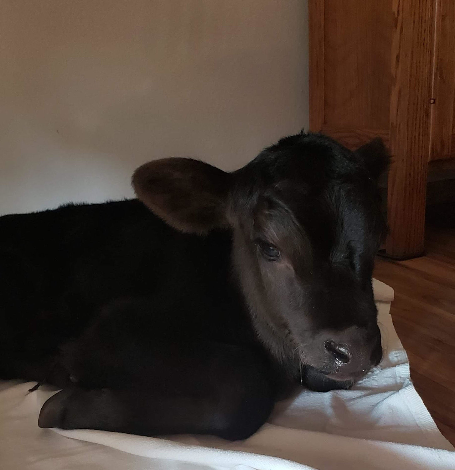 This baby calf was found in the field in distress in 100+ degree temps. The calf was a twin and the cow abandoned him. The calf was very ill and had to be at the vet for two days. “He is better now, but we are having to bottle feed him. The vet bill was $146.00 for two days…but it saved his life," shared Dawn Ricks, Shawn's wife.