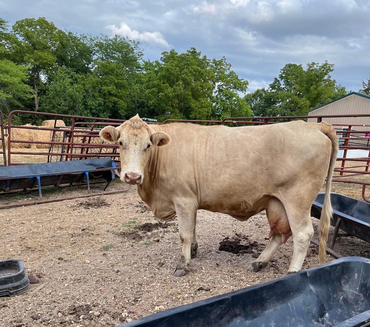 Bohannon and Ricks encourage community members to reach out to a local farmer to purchase a beef. Cutting out the middle man puts more money back into the farmers pocket and lets the consumer know exactly where their beef came from.