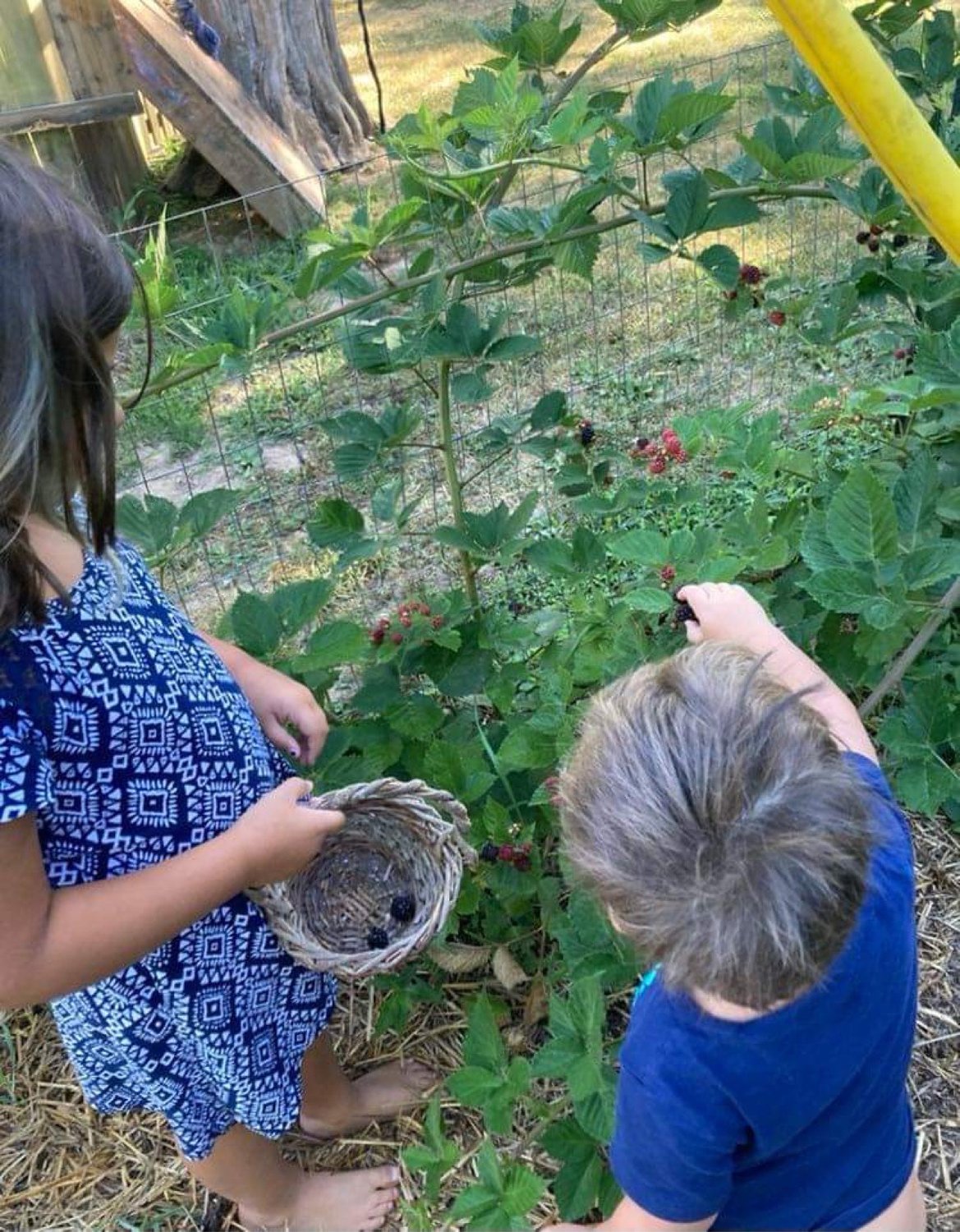 The Bitting kids take a moment to get outside and learn about growing and harvesting food.
