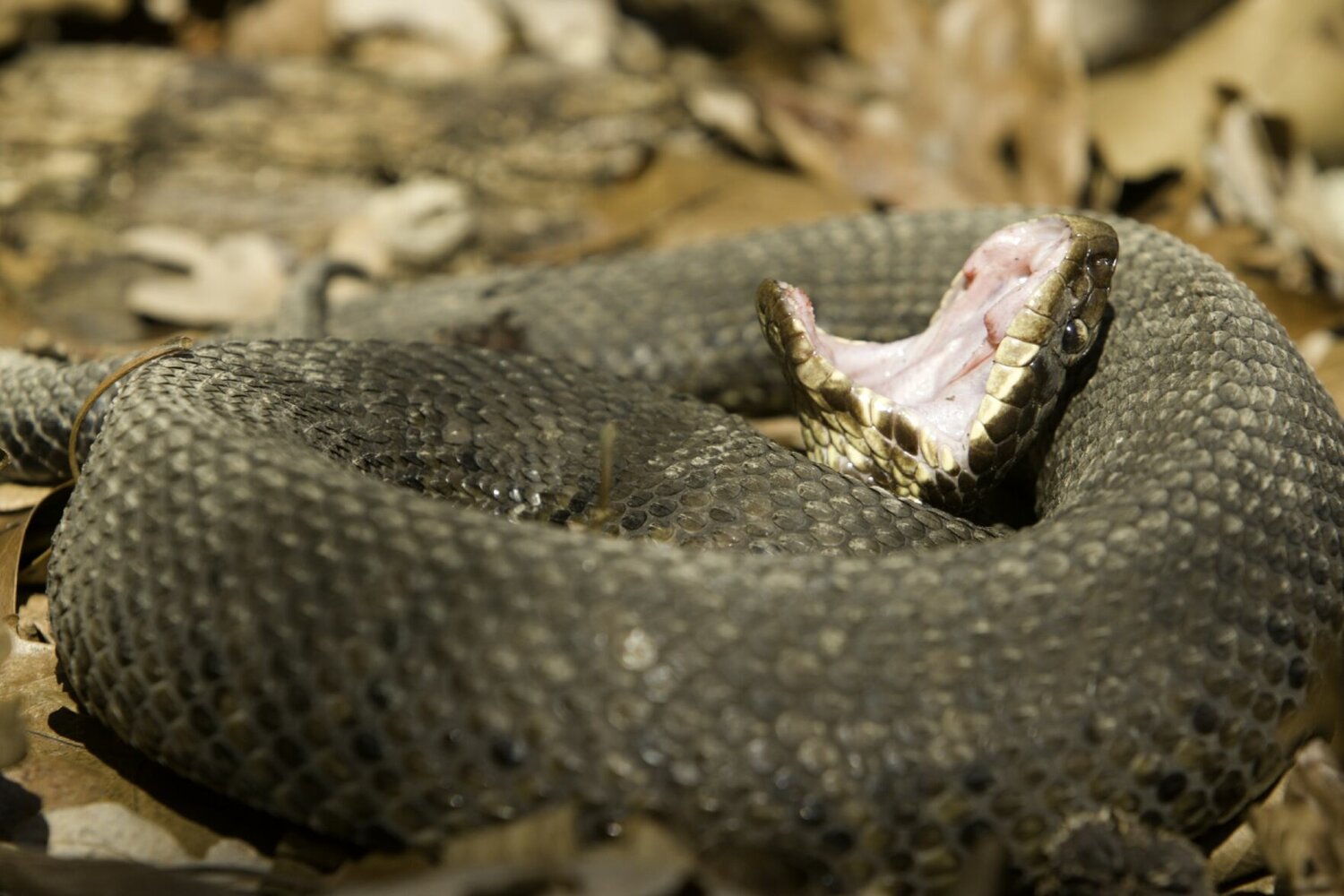 A Cottonmouth gapes its mouth in a defensive posture, showing the white lining that is the origin of the common name.


Contributed Photo