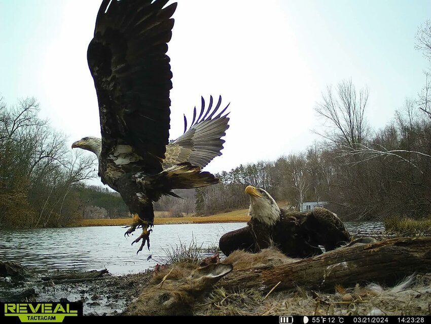 Pat Howard, a Monroe County hunter and fisherman, has found a passion aside from hunting: awesome photos of wildlife in their natural habitat. Howard works for REVEAL Trailcams, and is mastering the art associated with trail cams.
