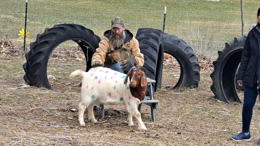 Matt Ornes sits with the polka dotted goat, who the Herald learned may have been spared from the freezer, do to having an outstanding personality and humorous actions. A cat also sits on Matt’s lap; an indication of the awesome atmosphere that envelopes the Ornes Farm.