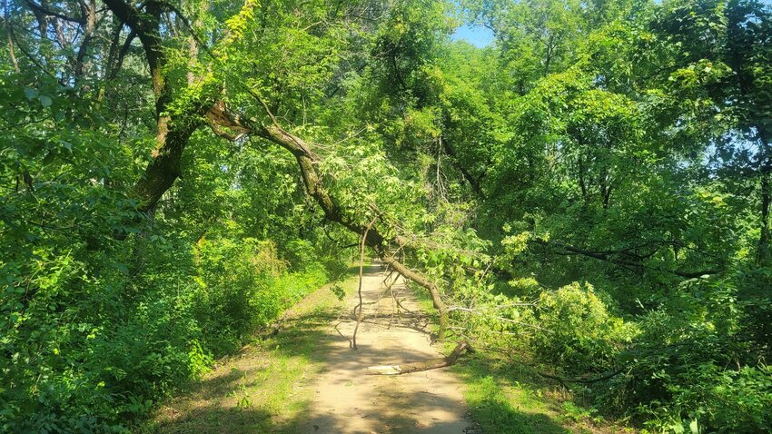 On Sunday, July 14th, 2024, the Elroy Sparta Bike Trail was closed by the Department of Natural Resources, to address issues of fallen trees and flooding on the trail. Later in the afternoon, an announcement was made on the official Facebook page stating, &quot;On the Elroy-Sparta Trail, there are quite a few washouts and a few sections we haven&rsquo;t cleared of downed trees yet. Closed sections include Elroy to Kendall, and Wilton west to Tunnel 2. Additionally, we have not yet cleared from the west side of Tunnel 3 to Sparta. Sections that are passable include Kendall to Wilton (with some rough spots around tunnel 1), Norwalk west to Tunnel 3 and Norwalk East to Tunnel 2.&quot;  Here we see a downed tree in the Kendall section.