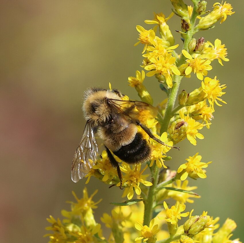 Endangered Rusty Patch Bumble Bee on showy goldenrod on a prairie planting at Rogala Prairies near Rockland, Wisconsin.