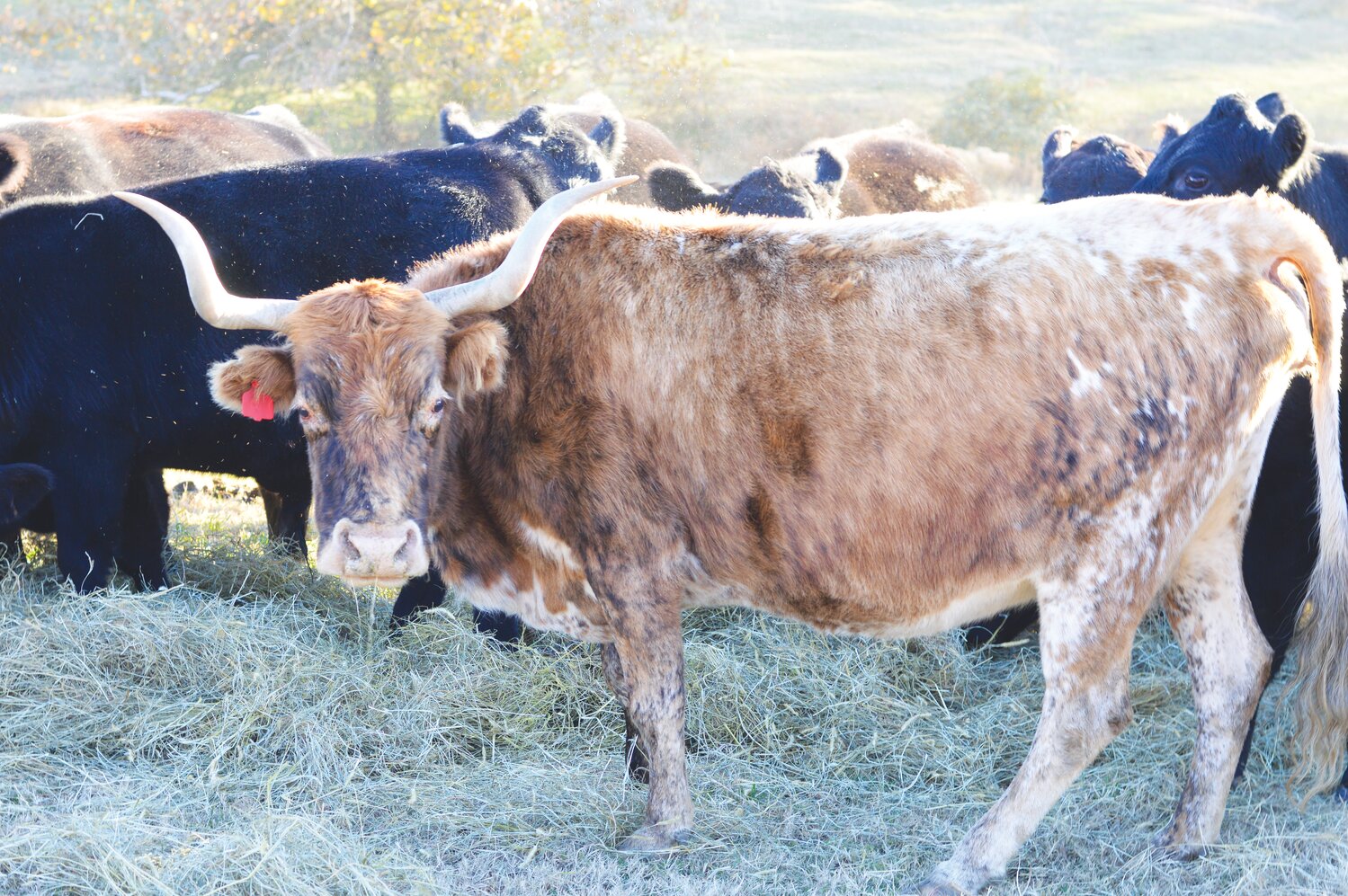 This longhorn steer is a Harris family favorite.