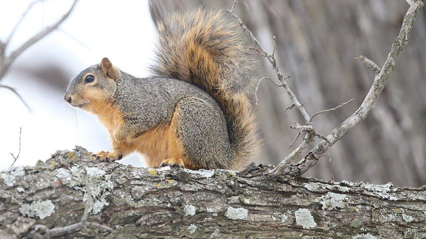 Fox Squirrel at Two Rivers Park