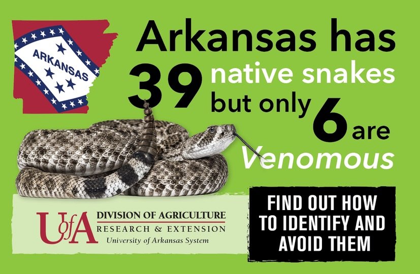 UNDERFOOT &mdash; As summer approaches in the Natural State, many Arkansans will take to hiking trails, campgrounds, lakes, rivers and favorite swimming holes to enjoy time outdoors. While doing so, it&rsquo;s important to be aware of Arkansas&rsquo; native snakes &ndash; including six venomous species &ndash; and how to avoid them.