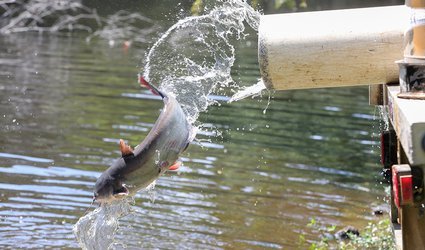 AGFC hatcheries keep fishing derbies filled with catchable-sized catfish throughout spring and summer.