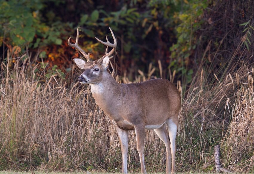 More hunters pursue white-tailed deer in Arkansas than any other game animal.