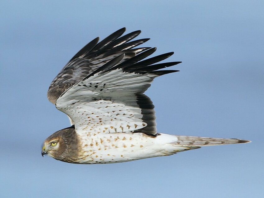 Northern harrier adult male.