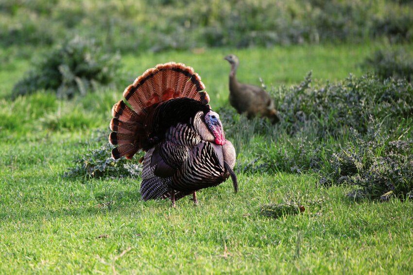 Arkansas&rsquo;s 2024 turkey season opens April 15. The Special Youth Turkey Hunt is April 6-7.