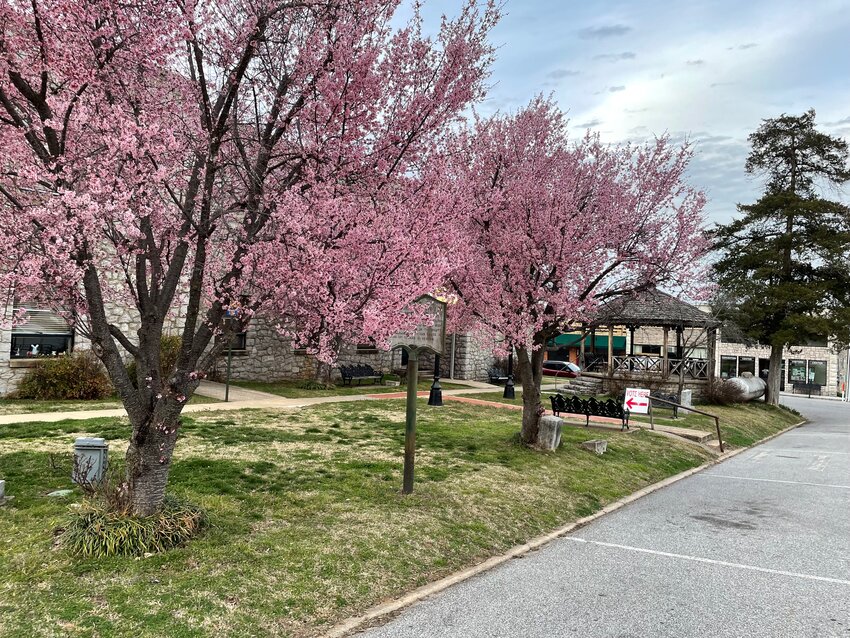 Officially still two weeks away, Spring has made an early appearance in Newton County with the annual blooming of the ornamental cherry trees on the Newton County Courthouse lawn. Daylight Saving Time starts on Sunday, March 10. Set your clocks ahead an hour before retiring Saturday night.