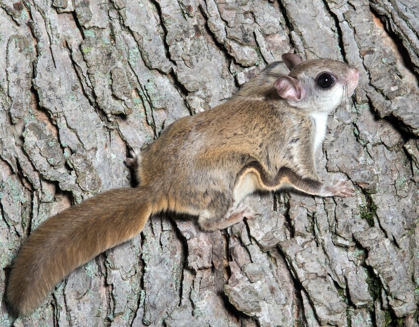 A flap of skin stretching between the front and rear legs allow flying squirrels to glide, and the flat tail acts as a rudder to steer in &ldquo;flight.&rdquo;