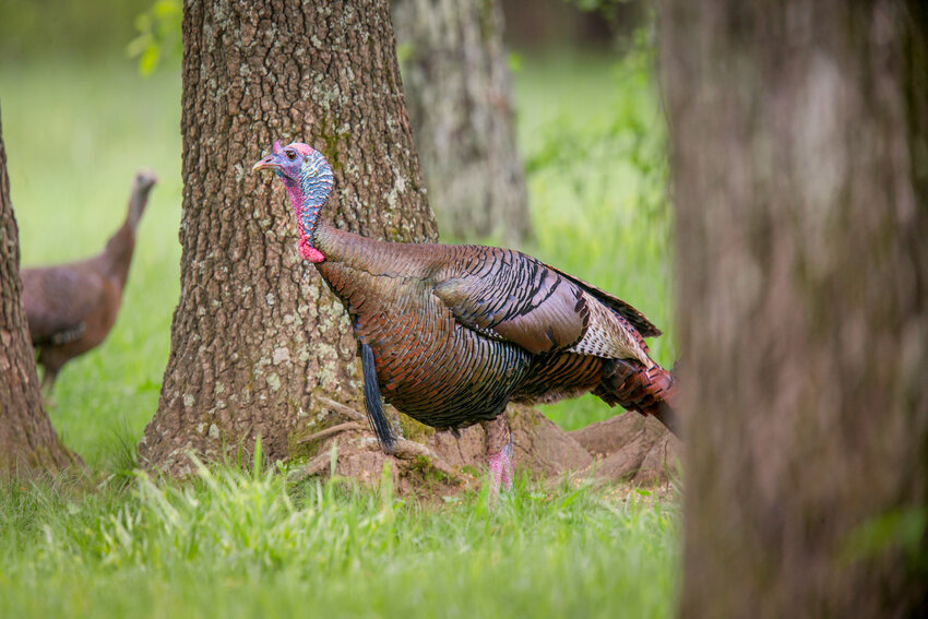 Arkansas&rsquo;s youth turkey hunt is April 6-7.