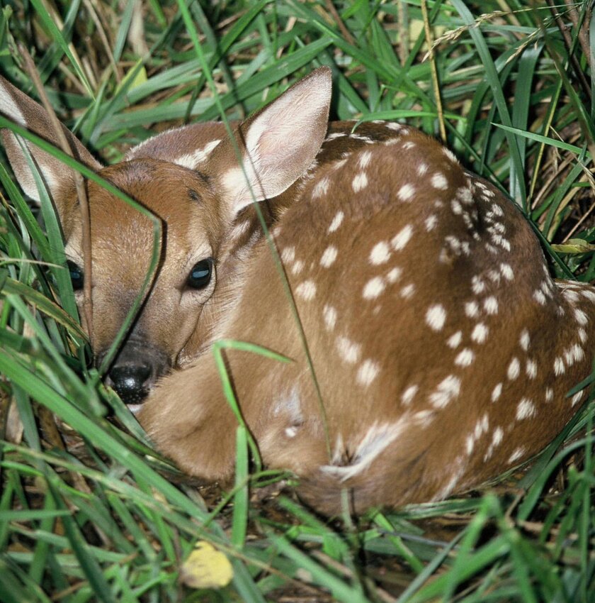 A deer fawn&rsquo;s instinct to stay perfectly still and quiet is how it avoids predators; the mother is likely nearby waiting for you to leave.