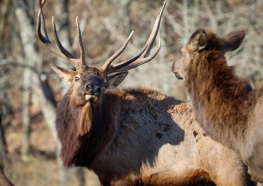 Elk at Buck Hollow Ranch in Warm Springs, Ark. near Pocahontas.