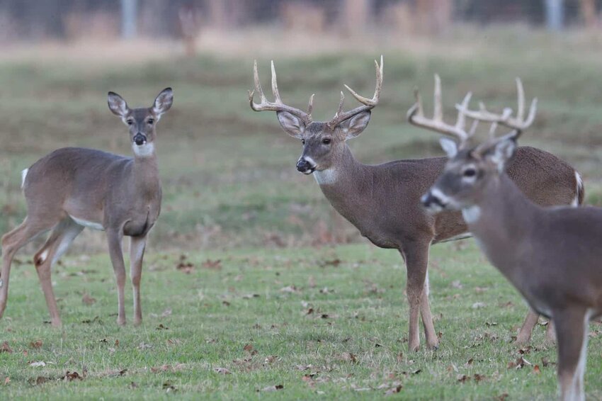 Deer hunting season is still months away, but now&rsquo;s the time to start thinking about your plans for food plots if you want to increase your odds of success this fall.