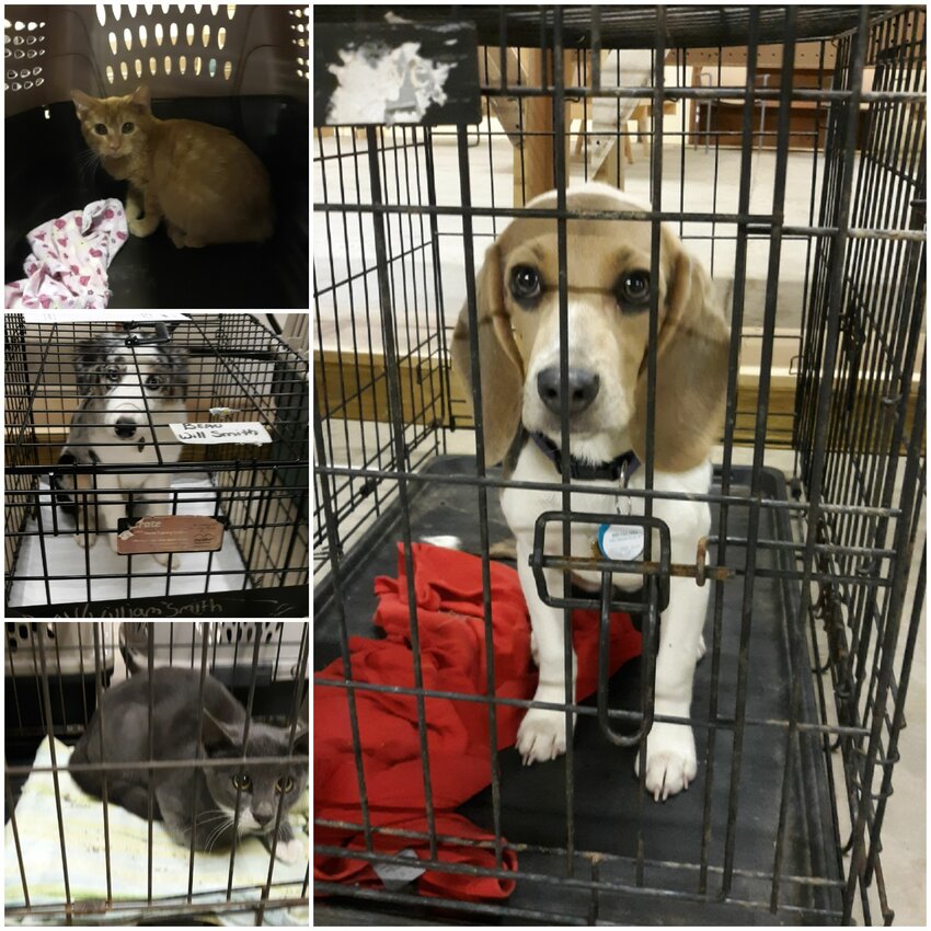 On Friday, Oct. 11, the Newton County Animal Welfare held their 5th spay/neuter clinic with Fido Fixers. Over 30 animals received care.