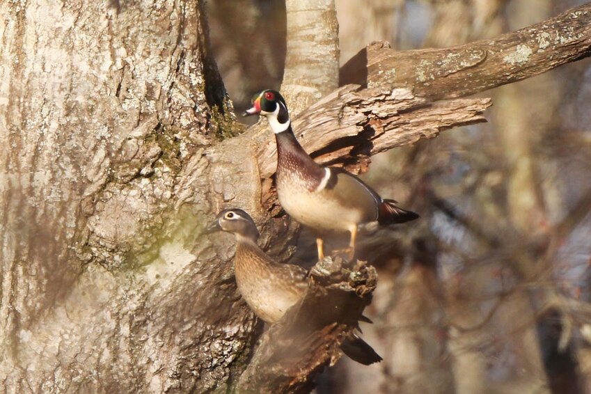 Wood Ducks at Buck Hollow Ranch in Warm Springs, Ark.