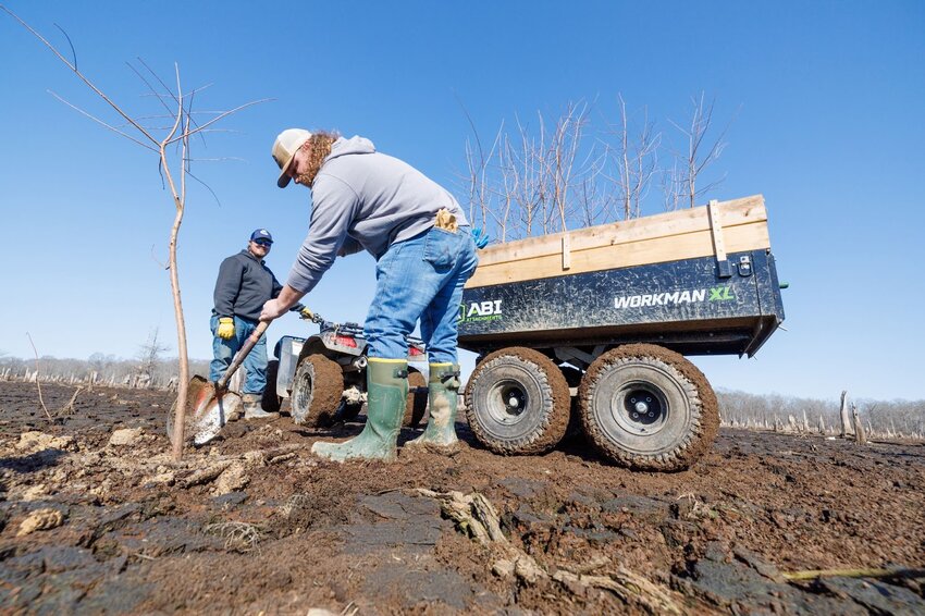 AGFC staff planted more than 600 new cypress trees in portions of the lake in February to replenish complex cover.