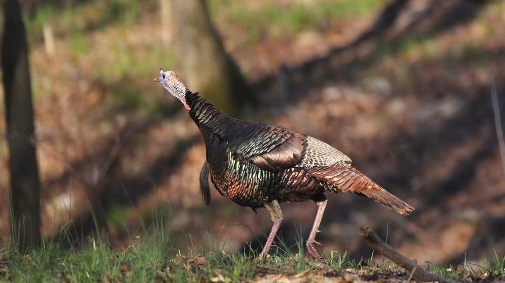 Turkey at Buck Hollow Ranch in Warm Springs, Ark. near Pocahontas