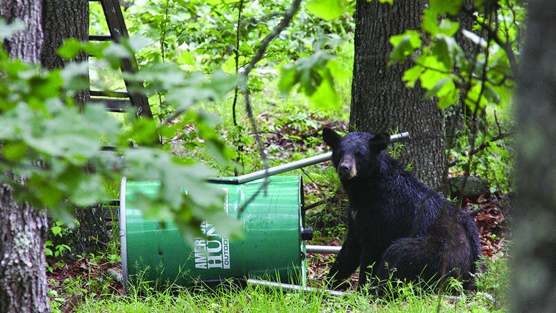 Black bears have reached huntable levels in south Arkansas and are regular visitors to some deer camps’ feeding sites.
