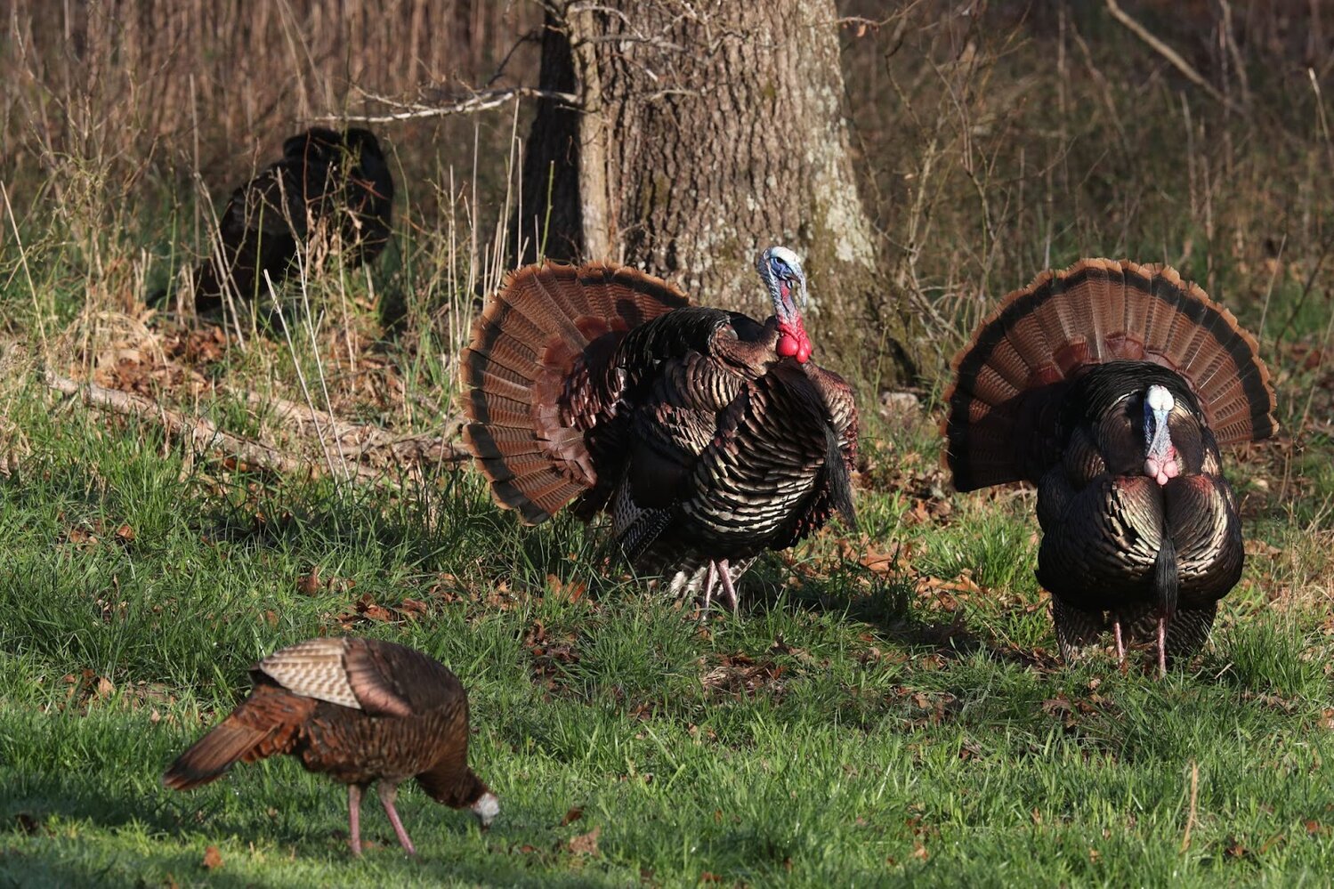 Apply for an Arkansas public land turkey hunting permit - Newton County ...